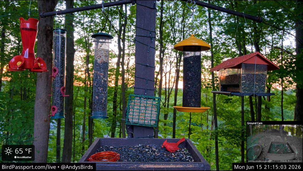 Andy's Birds live feeder scene